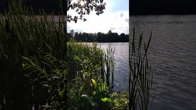 Красивая природа 🏞 на Данилище озере в Заозерье смотреть онлайн
