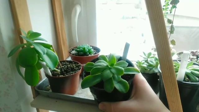 Коллекция эхеверий и адромискусов #succulents #суккуленты #суккулент #эхеверия #адромискус смотреть онлайн