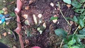 Как хранить георгины. Легкий способ.mp4