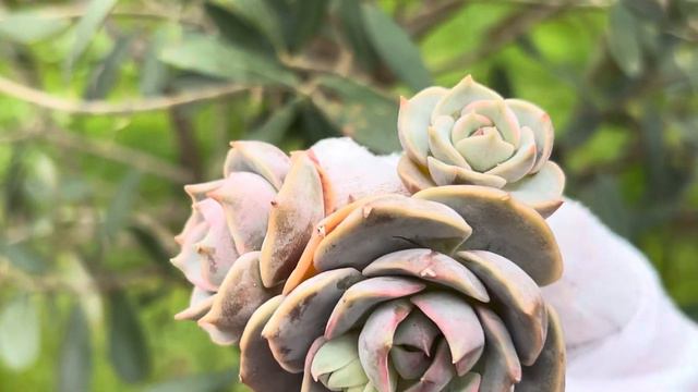 Echeveria Top Pink смотреть онлайн