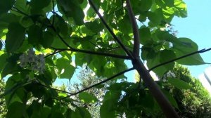 Катальпа бигнониевидная в Подмосковье