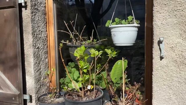 МОИ ГОРТЕНЗИИ ПОСЛЕ ЗИМЫ 20.03.23.