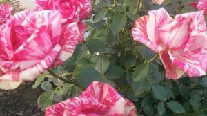 Роза Pink Intuition (Пинк Интуишн)