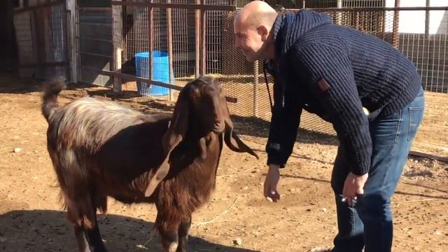 Козы Шами (Дамасские Шами) Кипр смотреть онлайн