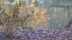 Фаусто Папетти - Райская мелодия