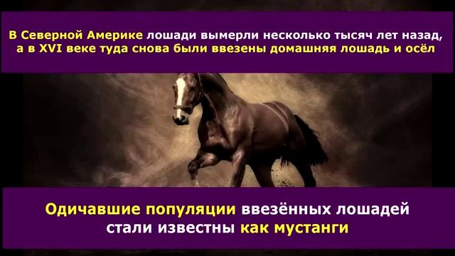 Факты про лошадей-7фактов смотреть онлайн