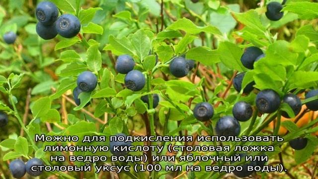 Черника смотреть онлайн