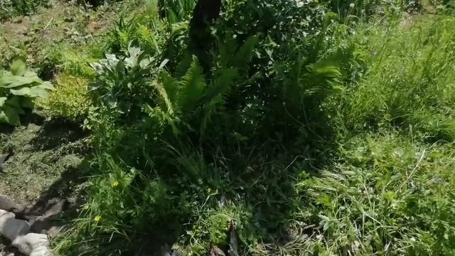 Гуляю по "Хостодрому". Хосты в интерьере сада. смотреть онлайн