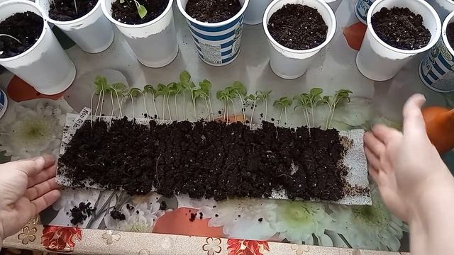 Пикировка баклажан в стаканчики. Главные условия при пикировке баклажан . Сорт Эпик, Король севера. смотреть онлайн