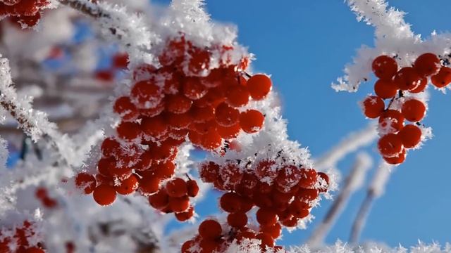 Послушайте душевную песню Гроздья калины смотреть онлайн