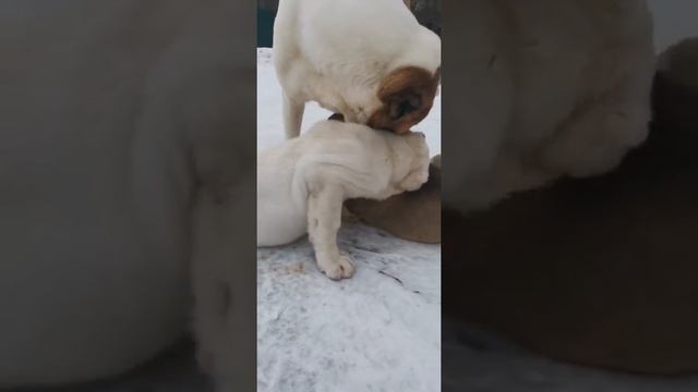 Щенки алабая. Прогулка. П-ик 