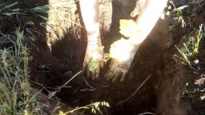 Высаживаем садим саженец  винограда кишмиш Юпитер в открытый грунт