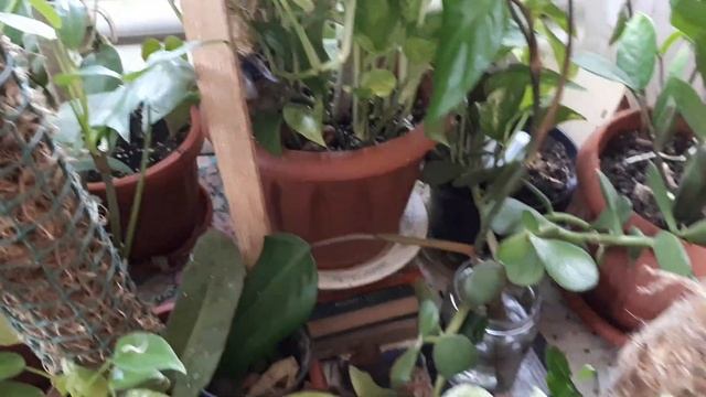 Комнатные растения. Апрель. Сциндапсусы.Эпипремнумы. Филодендроны. Scindapsus. Epipremnum.