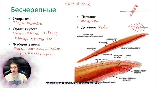 Биология: палка, трубка, щели в глотке (хордовые) смотреть онлайн