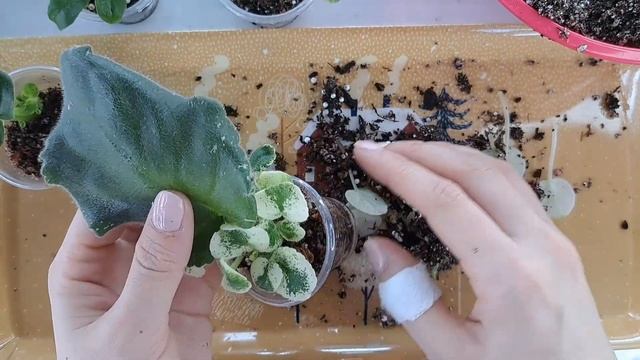 Как отделить детку от листа фиалки, зачем нужна тепличка? смотреть онлайн