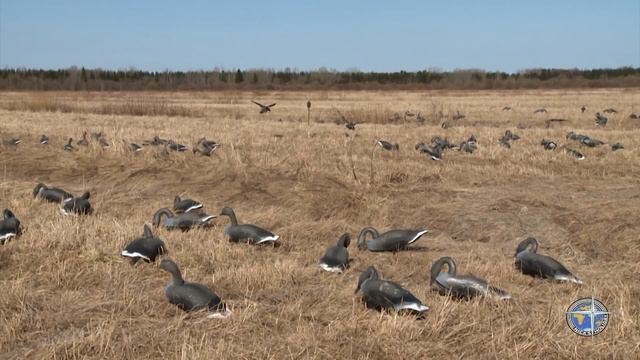 «Охота на гуся». Карелия. Олонецкий район. смотреть онлайн