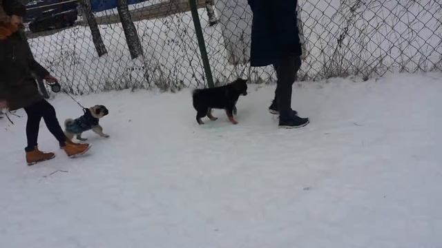 Дрессировка собак-групповые заняти мопс Максим 8 мес и сиба ину Рей 4 мес смотреть онлайн