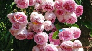 Роза плетистая Жасмина (rosa jasmina) ? роза Жасмина обзор: как сажать саженцы розы Жасмина