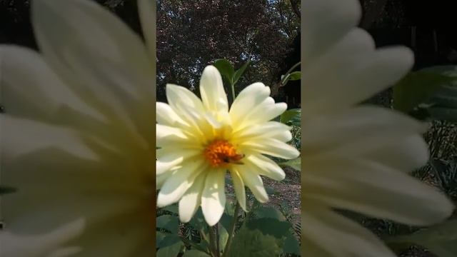 Honey bees and bug collecting nectar from Dhalia flowers(3) смотреть онлайн