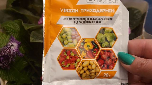 Що робити з фіалками|Фіалки після виставки