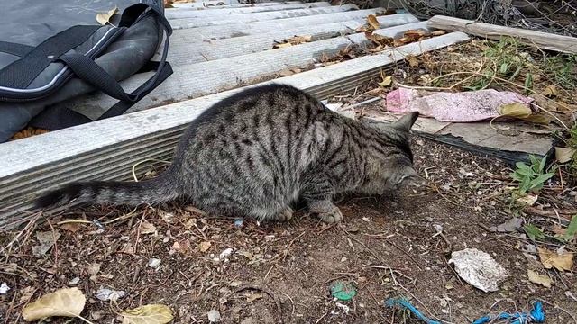 Первое знакомство с Масей смотреть онлайн