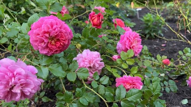 ? Christopher Marlowe // David Austin // English Roses