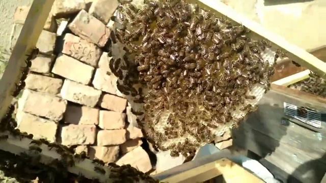 Пчелы. Роеловство 2021. 22, 23 небольшие рои. смотреть онлайн