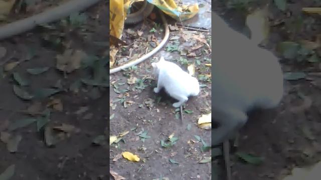 котенок и крыса смотреть онлайн