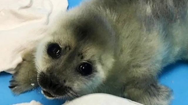 Крошечный нерпенок выполз к людям. Он просил о помощи. смотреть онлайн