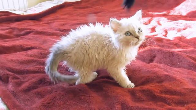 Кудрявый британец смотреть онлайн