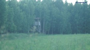 Кабан на 370 кг добыт с ПЕРВОГО выстрела! Охота на кабана в Беларуси + выстрел по волку.