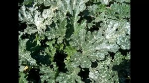 Выращивание кабачков Искандер гибрид F-1