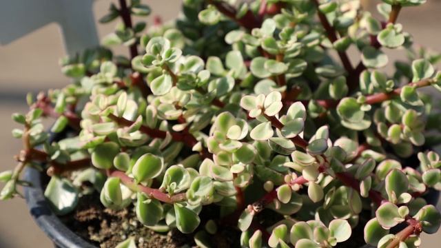 Portulacaria Afra 'Variegata': A Happy Delicacy For Elephants & Succulent Fans