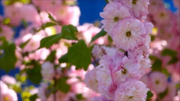 МИР МУЗЫКИ  – Антонио Вивальди  –  Себастьян Бах   –  Memento Patriae