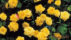 Роза плетистая Клайминг Санблест (rosa climbing) ? обзор: как сажать, саженцы розы Клайминг Санблес