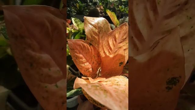 Aglaonema Orange Stardust.                GS Plant Of The Day! 🧡🧡🧡  #AglaonemaLover #Aglaonema #fyp
