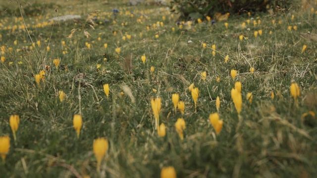 РОЗА ХУТОР: ПЕШКОМ НА РОЗА ПИК БЕЗ ПОДГОТОВКИ смотреть онлайн