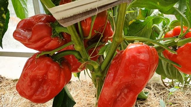 Перец завалил урожаем - лучшие сорта сладкого красного перца. Сорт "Здоровье" смотреть онлайн