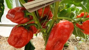 Перец завалил урожаем - лучшие сорта сладкого красного перца. Сорт "Здоровье"