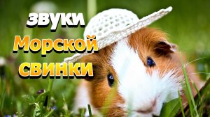Какие звуки издают морские свинки | Звуки морских свинок