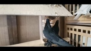 АНДИЖАНСКИЕ ГОЛУБИ ФЕРУЗА