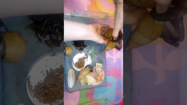 Ахатины фулика радация хими стандарт. смотреть онлайн