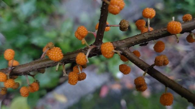 Orange berry from the nettle family смотреть онлайн