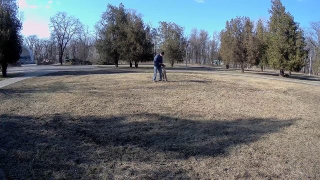 Малинуа Альфа подзыв повороты на месте.mp4