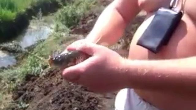 VID 20130705 Пруды РОССИИ Губкин Белгород.mp4 смотреть онлайн