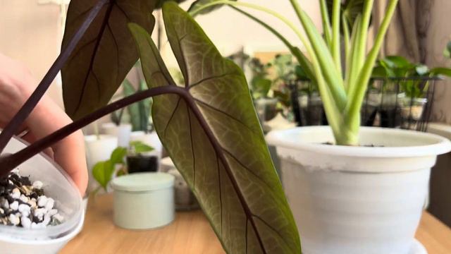 Обзор на алоказии | блог о комнатных растениях | моя коллекция алоказий