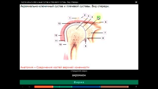 Соединение костей верхней конечности. Электронные репетиторы смотреть онлайн