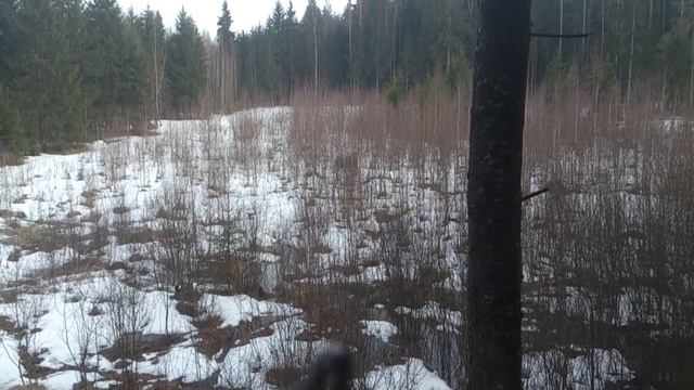 Лось смотреть онлайн