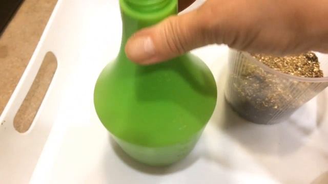 Драцена 25.03.18 Посев Драцены Драконово дерево смотреть онлайн