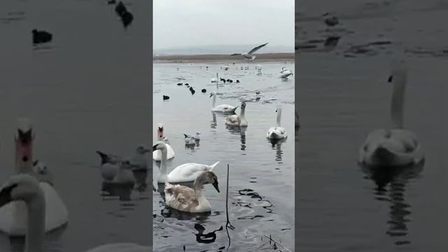 Так вот где зимуют гуси лебеди!!! смотреть онлайн